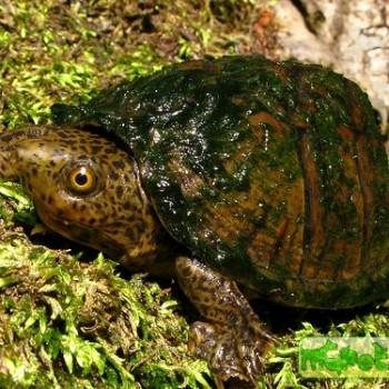 Sternotherus minor (Малая мускусная)