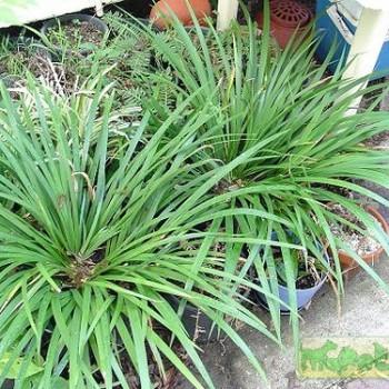 Acorus calamus