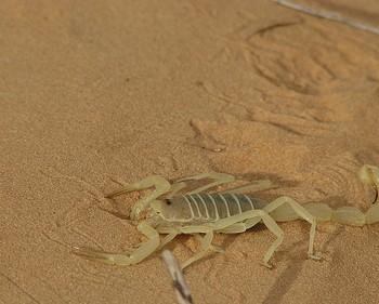 Buthacus arenicola