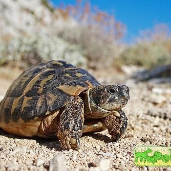 Testudo hermanni (Балканская черепаха, Черепаха Германна)