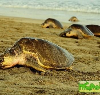 Lepidochelys olivacea (Ридлея, Оливковая, Атлантическая)
