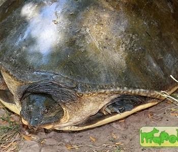 Cycloderma frenatum
