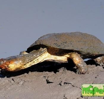 Pelomedusa subrufa (Африканская Пеломедуза)