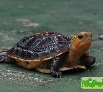 Cuora flavomarginata