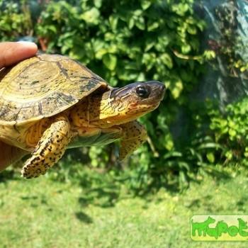 Rhinoclemmys areolata (Центральноамериканская геоемида, Морщинистая лесная, Ареольская)
