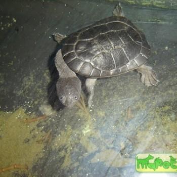 Chelodina mccordi