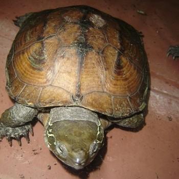 Chinemys megalocephala