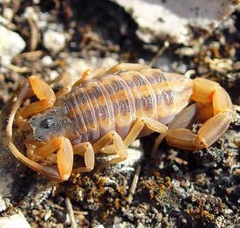 Centruroides vittatus