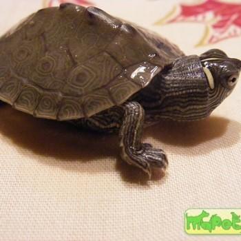 Graptemys pseudogeographica