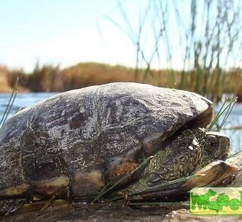 Terrapene coahuila (Мексиканская, Коауильская коробчатая)