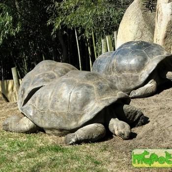 Geochelone elephantopus