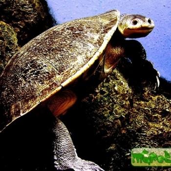 Chelodina novaeguineae