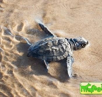 Lepidochelys kempii (Морская черепаха Кемпа)