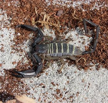 Hadogenes troglodytes