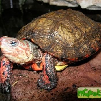 Rhinoclemmys pulcherrima (Великолепная лесная)