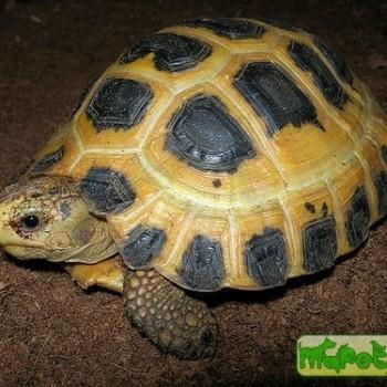 Indotestudo forstenii