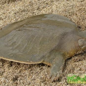 Pelochelys cantorii (Большая мягкотелая Кантора)