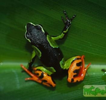 Mantella madagascariensis