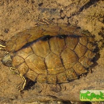 Graptemys pulchra