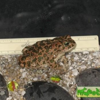 Bufo ex gr. «viridis»