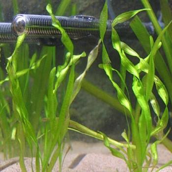 Vallisneria spiralis
