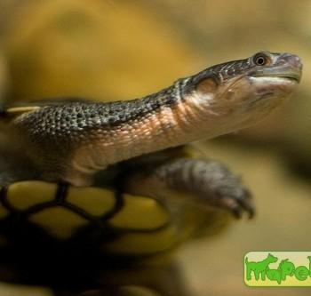 Chelodina rugosa