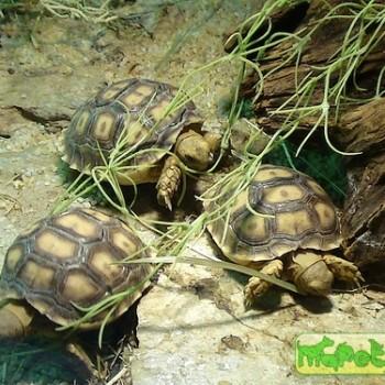 Geochelone sulcata