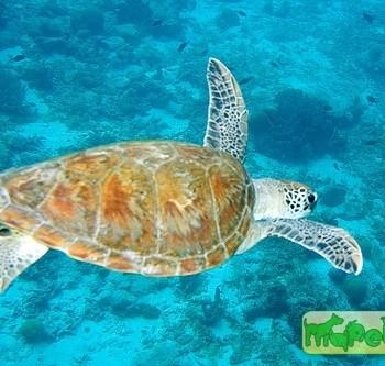 Chelonia mydas