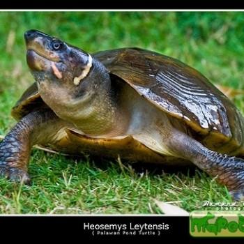 Heosemys leytensis