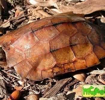 Geoemyda spengleri