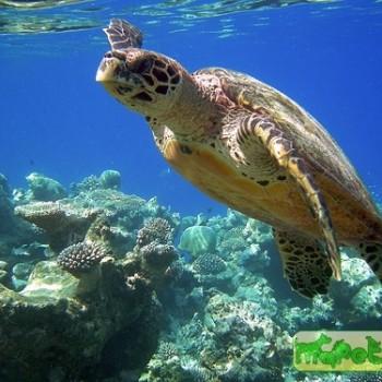 Eretmochelys imbricata