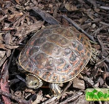 Mauremys caspica (Каспийская)