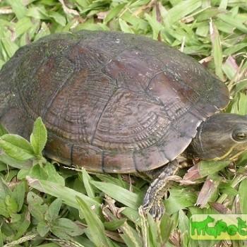 Trachemys decussata (Северная антильская)