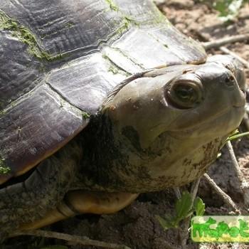 Trachemys terrapen (Антильская)
