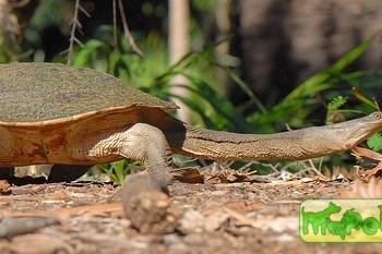 Chelodina expansa