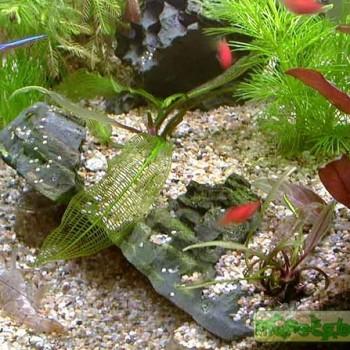 Aponogeton madagascariensis