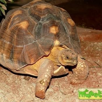 Geochelone yniphora