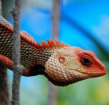 Calotes versicolor