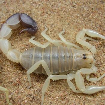 Androctonus australis