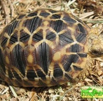 Geochelone platynota