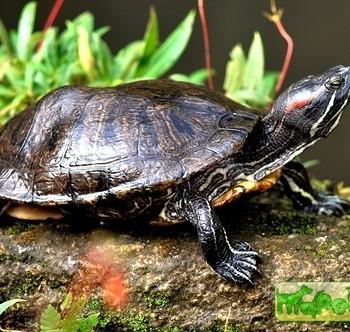 Trachemys scripta (Красноухая, Желтобрюхая)