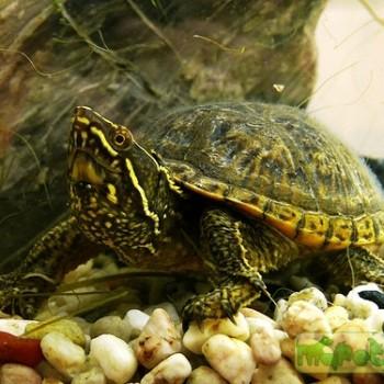 Sternotherus odoratus (Обыкновенная мускусная)