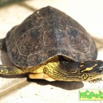 Rhinoclemmys punctularia (Южноамериканская килевая)