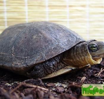 Cuora trifasciata