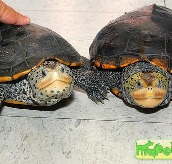 Malaclemys terrapin (Террапин, Бугорчатая, Техасская бриллиантовая)