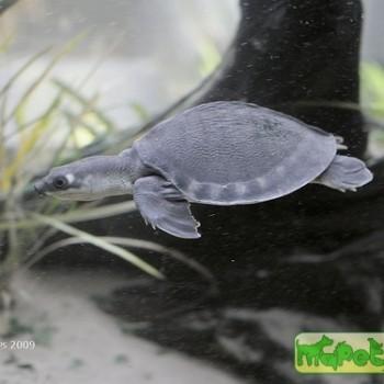 Carettochelys insculpta