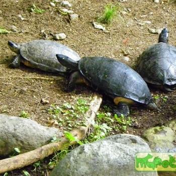 Rhinoclemmys funerea (Черная лесная)