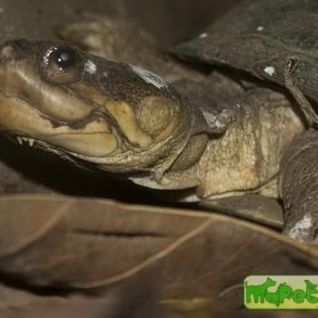 Pelusios castanoides (Восточно-африканская желтобрюхая складная иловая)
