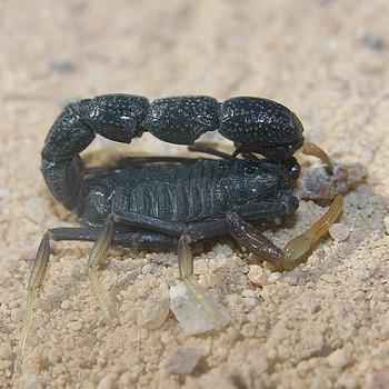 Orthochirus scrobiculosus negebensis