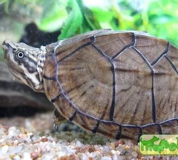 Pelusios carinatus (Африканская килевая иловая, Килевая складная)